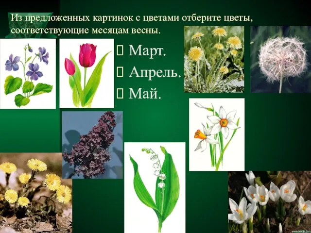 Из предложенных картинок с цветами отберите цветы, соответствующие месяцам весны. Март. Апрель. Май.