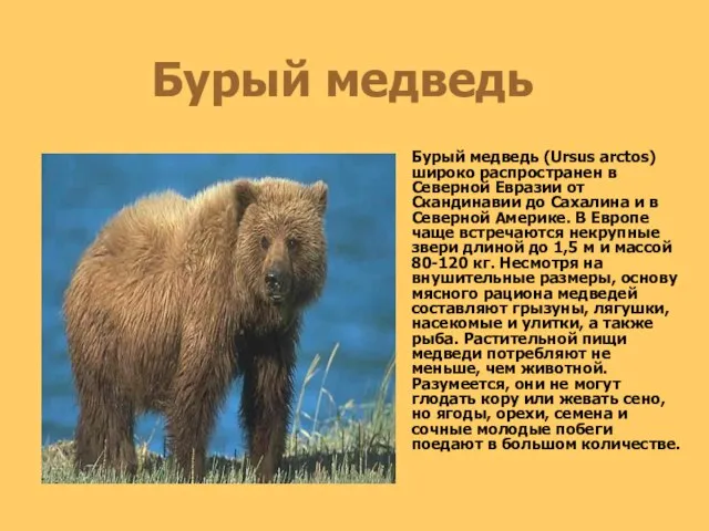 Бурый медведь Бурый медведь (Ursus arctos) широко распространен в Северной Евразии от