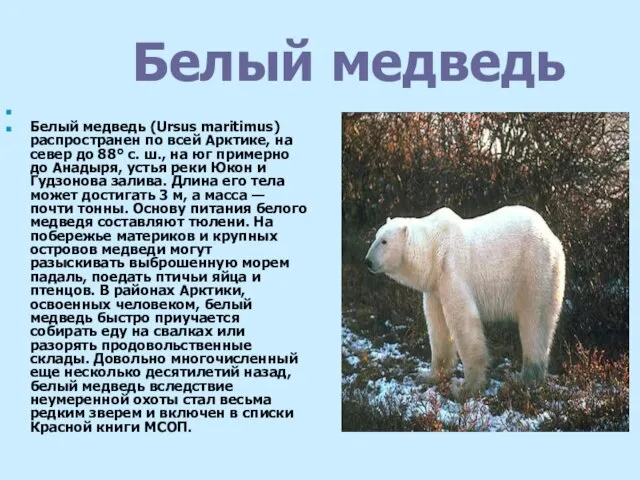 Белый медведь Белый медведь (Ursus maritimus) распространен по всей Арктике, на север