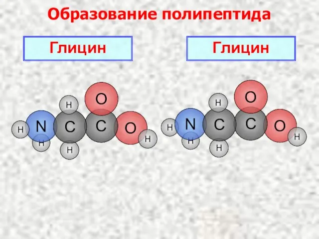 Образование полипептида Глицин H O H H Глицин