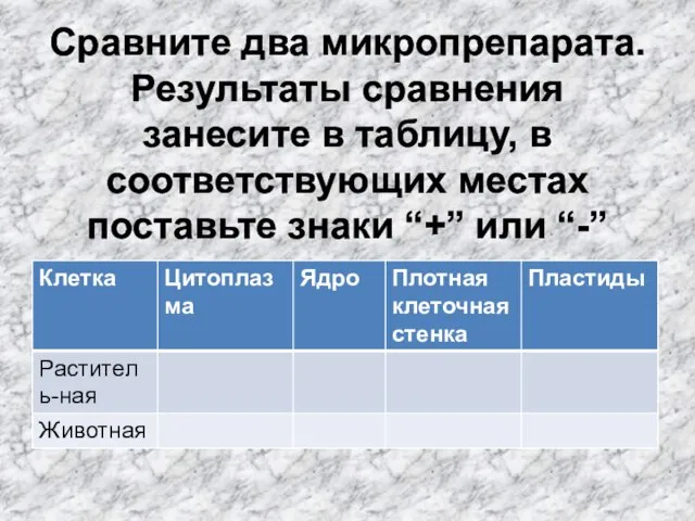 Сравните два микропрепарата. Результаты сравнения занесите в таблицу, в соответствующих местах поставьте знаки “+” или “-”