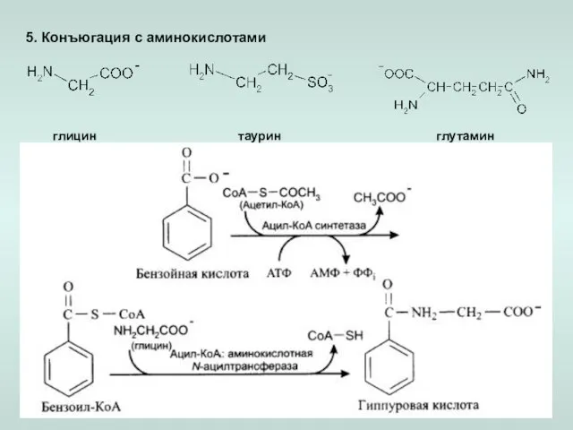 5. Конъюгация с аминокислотами глицин таурин глутамин