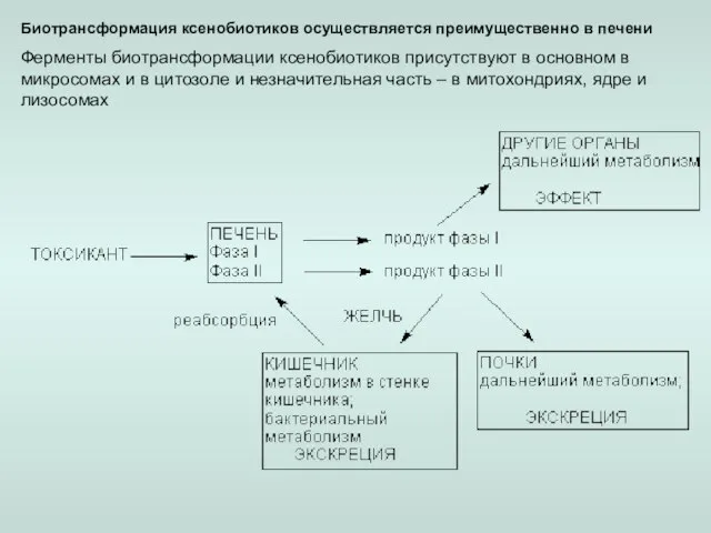 Биотрансформация ксенобиотиков осуществляется преимущественно в печени Ферменты биотрансформации ксенобиотиков присутствуют в основном