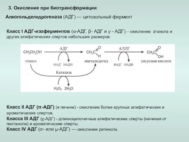 3. Окисление при биотрансформации Алкогольдегидрогеназа (АДГ) — цитозольный фермент Класс I АДГ-изоферментов