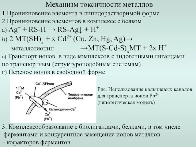 Механизм токсичности металлов 1.Проникновение элемента в липидорастворимой форме 2.Проникновение элементов в комплексе