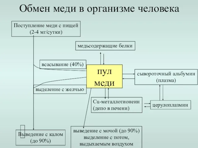 Обмен меди в организме человека Поступление меди с пищей (2-4 мг/сутки) Выведение