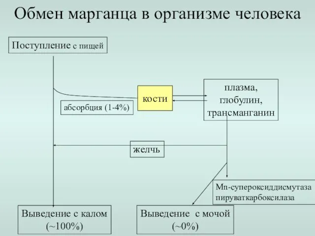 Обмен марганца в организме человека Поступление с пищей Выведение с калом (~100%)