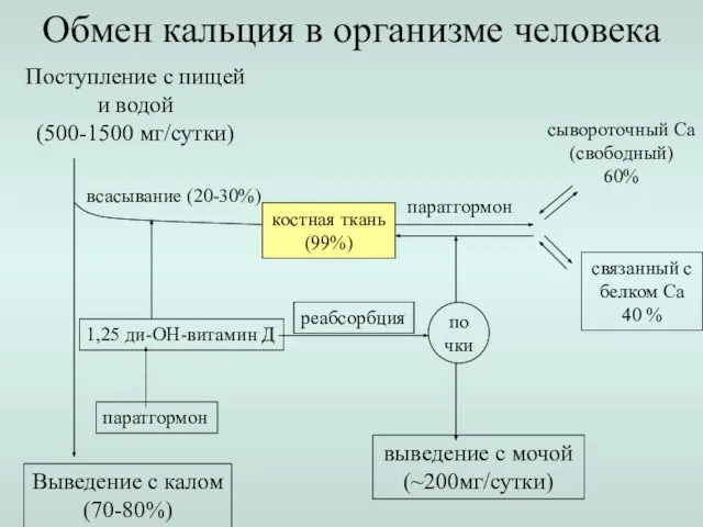 Выведение с калом (70-80%) Обмен кальция в организме человека Поступление с пищей