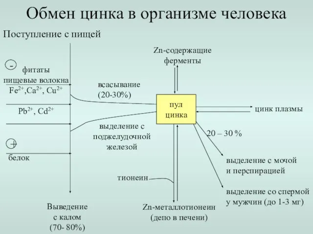 Поступление с пищей Выведение с калом (70- 80%) всасывание (20-30%) Обмен цинка