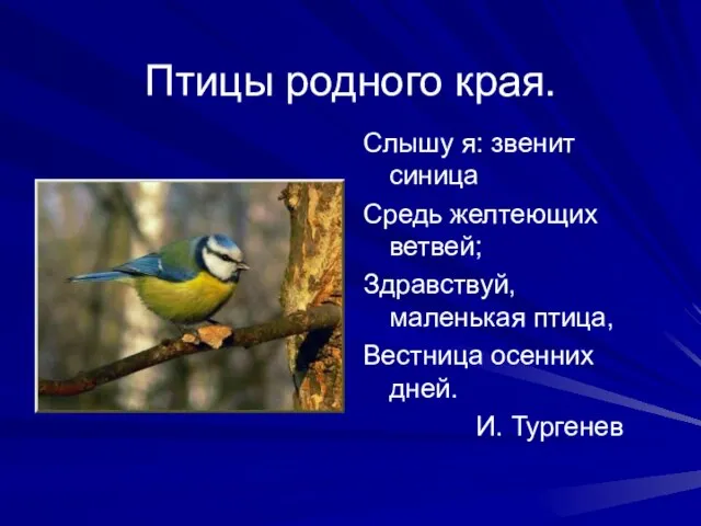 Птицы родного края. Слышу я: звенит синица Средь желтеющих ветвей; Здравствуй, маленькая