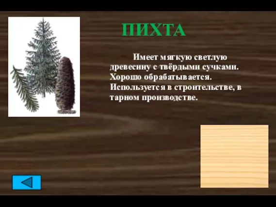 ПИХТА Имеет мягкую светлую древесину с твёрдыми сучками. Хорошо обрабатывается. Используется в строительстве, в тарном производстве.