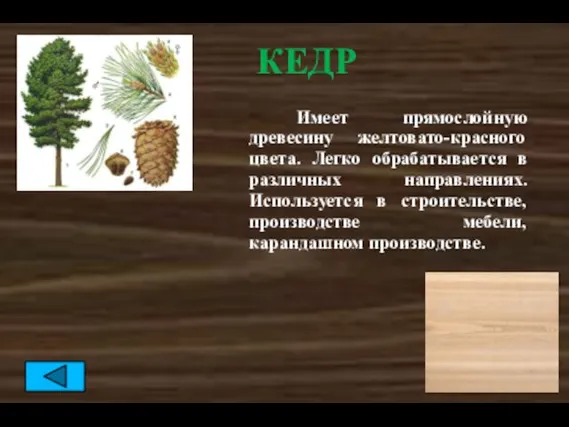 КЕДР Имеет прямослойную древесину желтовато-красного цвета. Легко обрабатывается в различных направлениях. Используется