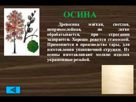 ОСИНА Древесина мягкая, светлая, непрямослойная, но легко обрабатывается, при строгании задирается. Хорошо