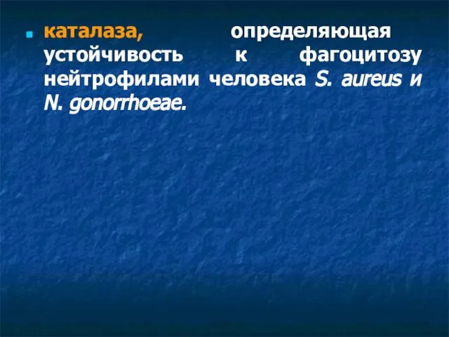 каталаза, определяющая устойчивость к фагоцитозу нейтрофилами человека S. аureus и N. gonorrhoeae.