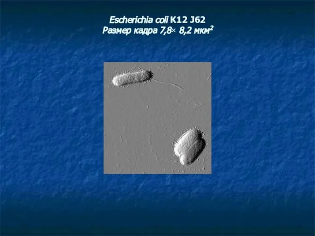 Escherichia coli K12 J62 Размер кадра 7,8× 8,2 мкм2