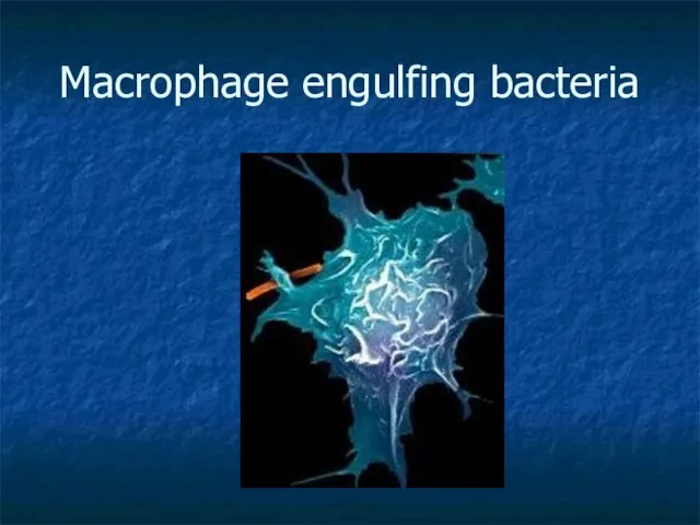 Macrophage engulfing bacteria