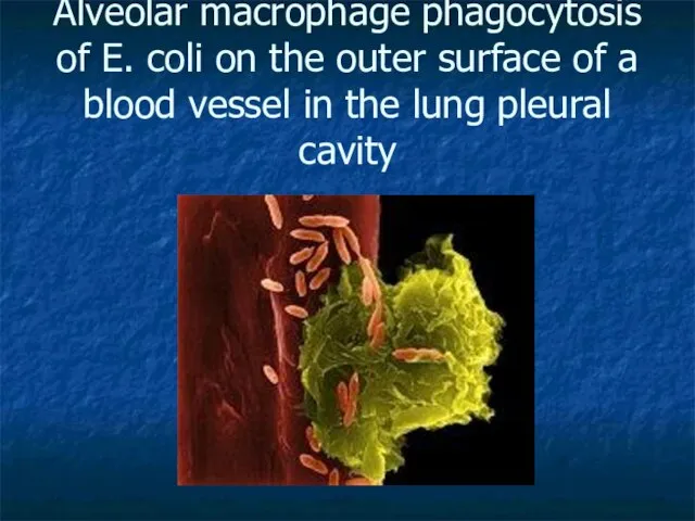 Alveolar macrophage phagocytosis of E. coli on the outer surface of a