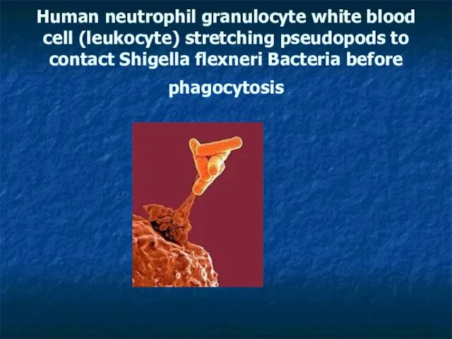 Human neutrophil granulocyte white blood cell (leukocyte) stretching pseudopods to contact Shigella flexneri Bacteria before phagocytosis