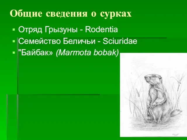 Общие сведения о сурках Отряд Грызуны - Rodentia Семейство Беличьи - Sciuridae "Байбак» (Marmota bobak)