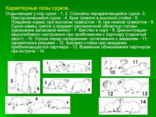 Характерные позы сурков. Отдыхающие у нор сурки - 1, 2. Спокойно передвигающийся