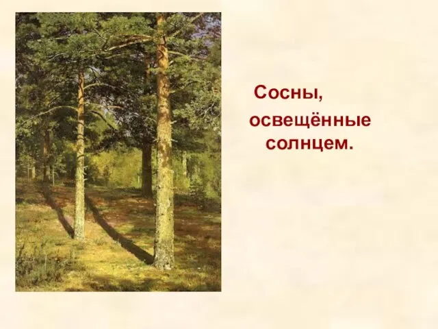 Сосны, освещённые солнцем.