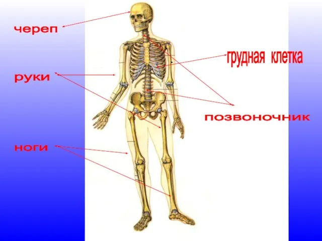 череп грудная клетка руки позвоночник ноги