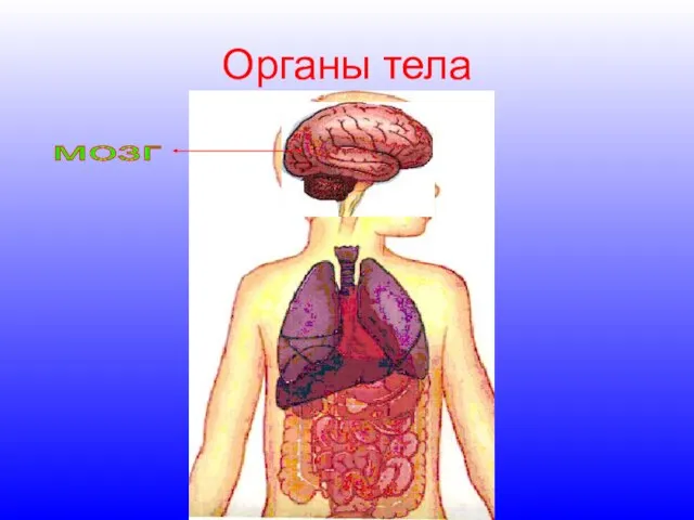 Органы тела мозг