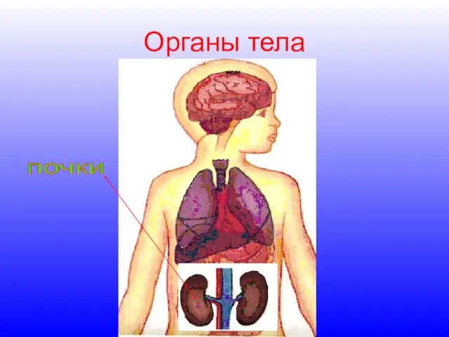 Органы тела почки