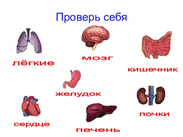 Проверь себя лёгкие мозг кишечник сердце желудок печень почки