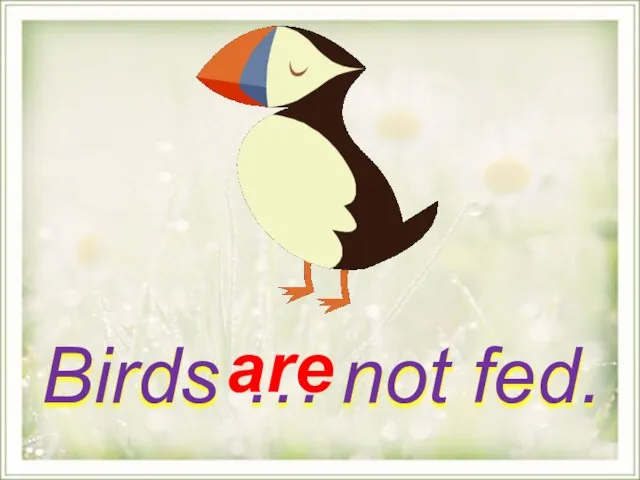 Birds … not fed. are
