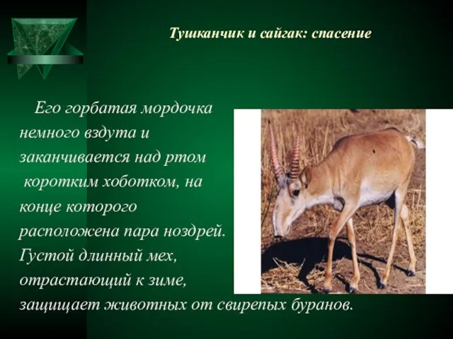 Тушканчик и сайгак: спасение Его горбатая мордочка немного вздута и заканчивается над