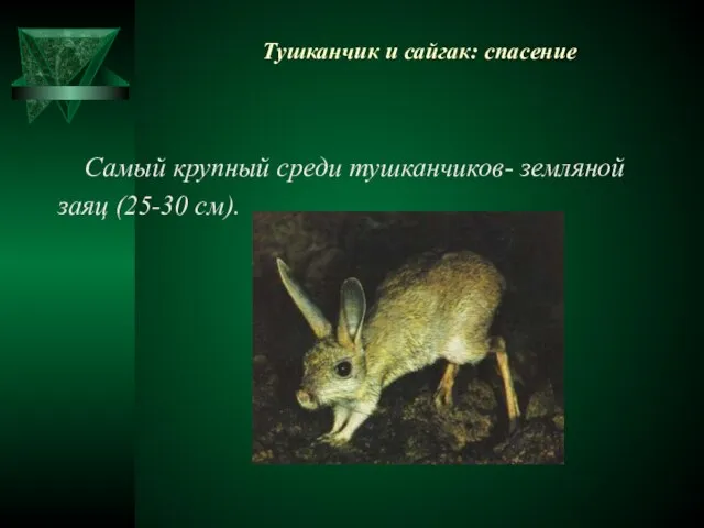 Тушканчик и сайгак: спасение Самый крупный среди тушканчиков- земляной заяц (25-30 см).