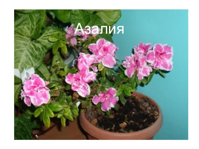 Азалия