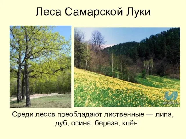 Леса Самарской Луки Среди лесов преобладают лиственные — липа, дуб, осина, береза, клён