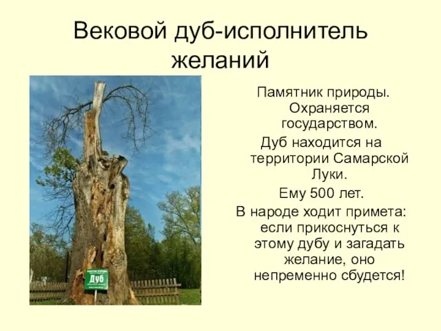 Вековой дуб-исполнитель желаний Памятник природы. Охраняется государством. Дуб находится на территории Самарской