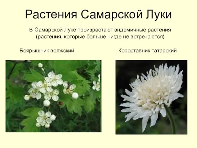 Растения Самарской Луки В Самарской Луке произрастают эндемичные растения (растения, которые больше