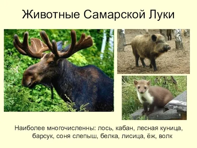 Животные Самарской Луки Наиболее многочисленны: лось, кабан, лесная куница, барсук, соня слепыш, белка, лисица, ёж, волк