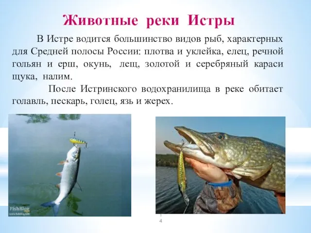 Животные реки Истры В Истре водится большинство видов рыб, характерных для Средней