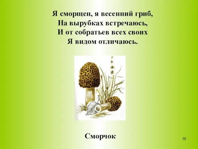 Я сморщен, я весенний гриб, На вырубках встречаюсь, И от собратьев всех