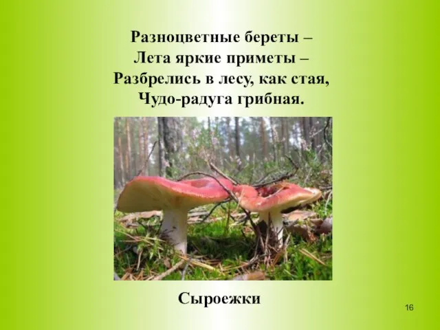 Разноцветные береты – Лета яркие приметы – Разбрелись в лесу, как стая, Чудо-радуга грибная. Сыроежки