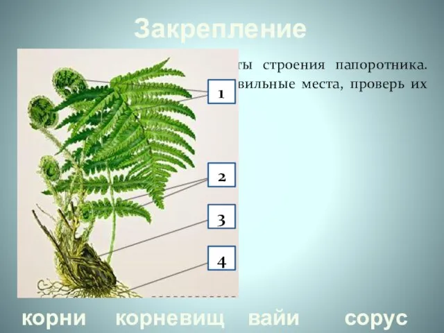 Закрепление Определите основные элементы строения папоротника. Поместите их названия на правильные места,