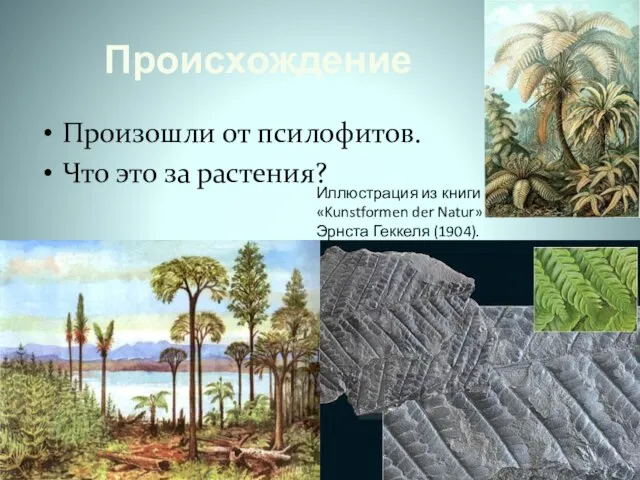 Происхождение Произошли от псилофитов. Что это за растения? Иллюстрация из книги «Kunstformen