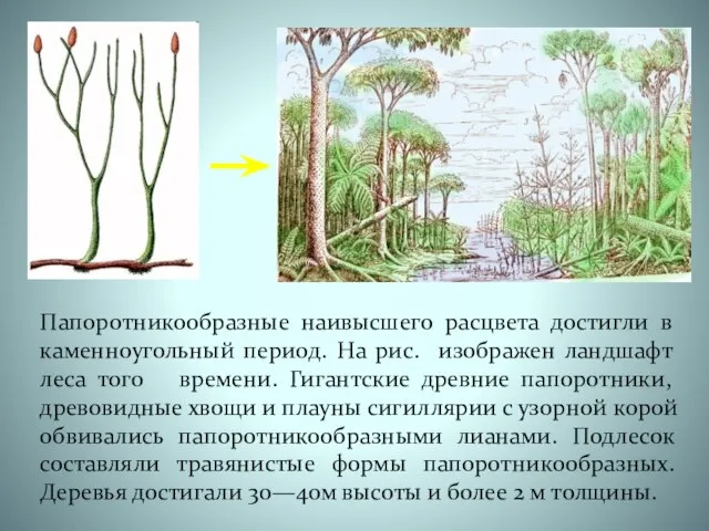 Папоротникообразные наивысшего расцвета достигли в каменноугольный период. На рис. изображен ландшафт леса