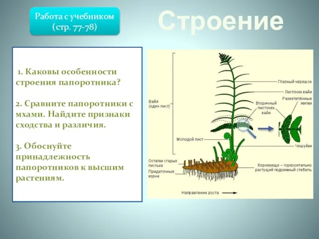 Строение Папоротниковидные – отдел высших растений, известный с девона. В отличие от
