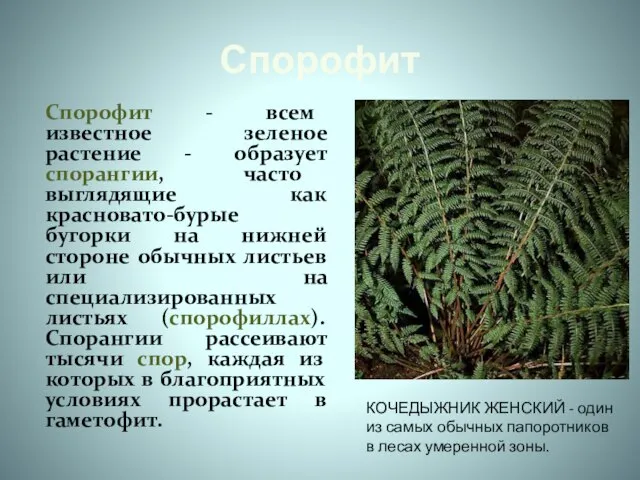 Спорофит Спорофит - всем известное зеленое растение - образует спорангии, часто выглядящие