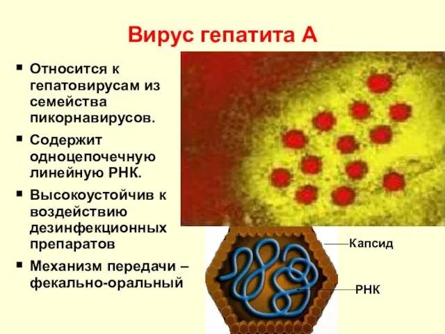 Вирус гепатита А Относится к гепатовирусам из семейства пикорнавирусов. Содержит одноцепочечную линейную