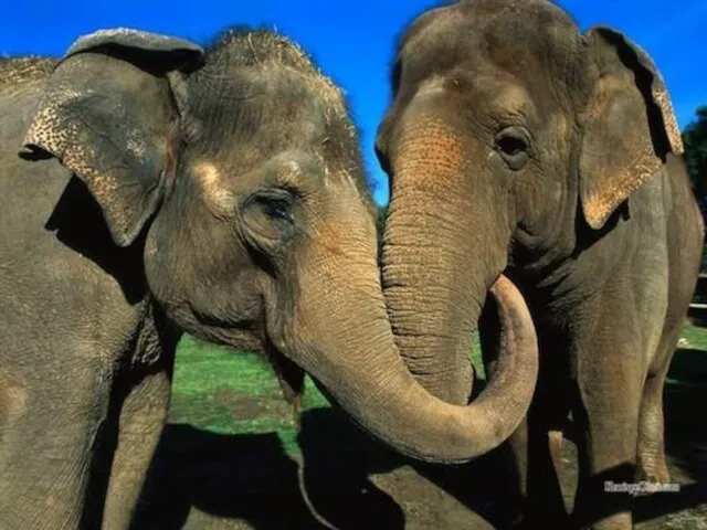 Самая продолжительная беременность у животных У азиатских слонов продолжительность беременности составляет 19–22 месяца