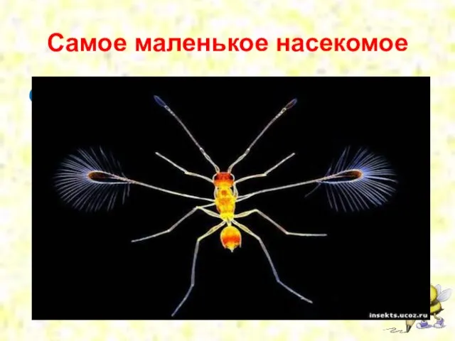 Самое маленькое насекомое Осы-крошки, мимариды — это самые маленькие насекомые, чей размер составляет примерно 0,46 мм.