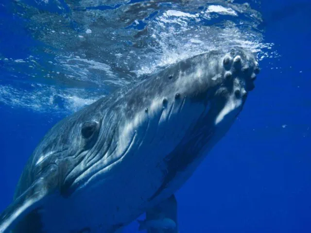 Самое громкое животное Синие киты издают самые громкие звуки в мире, используя