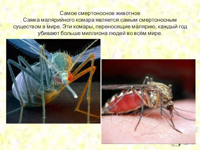 Самое смертоносное животное Самка малярийного комара является самым смертоносным существом в мире.